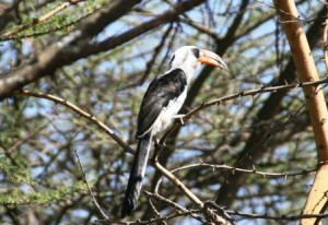 Jackson's Hornbill 