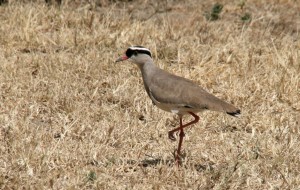 0 Jan-met-de-pet vogel